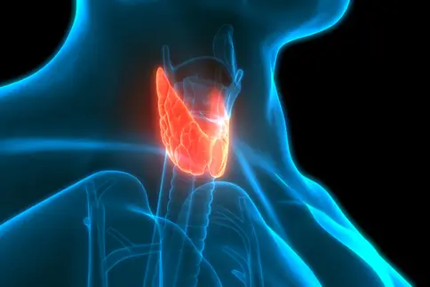 photo of thyroid gland anatomy